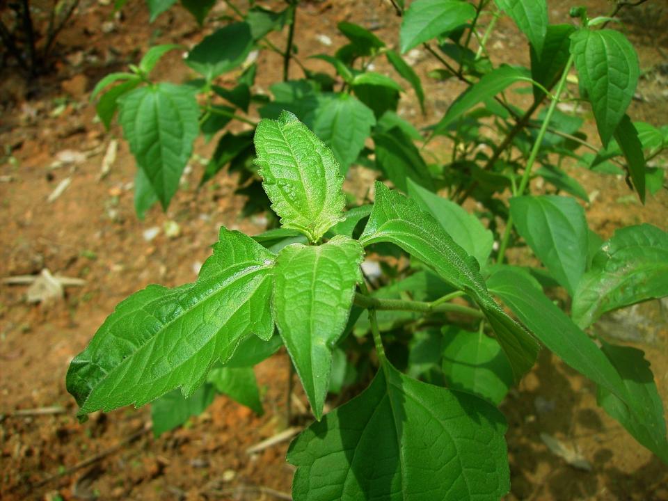  p>泽兰草又名虎兰, a href="#" data-lemmaid