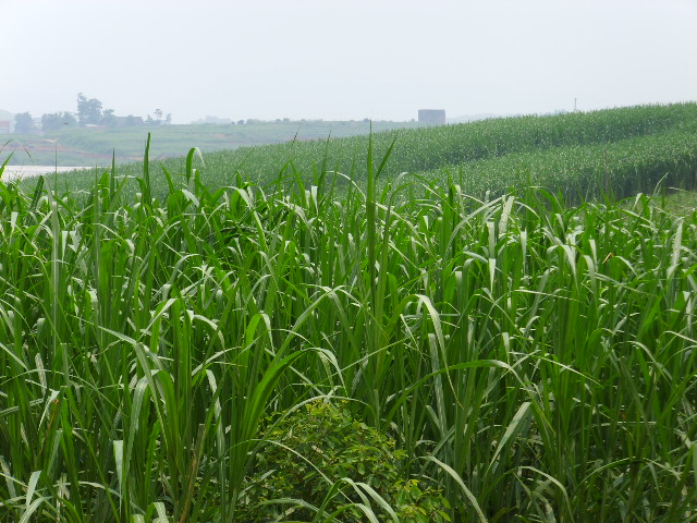 pennisetum purpureum schum.