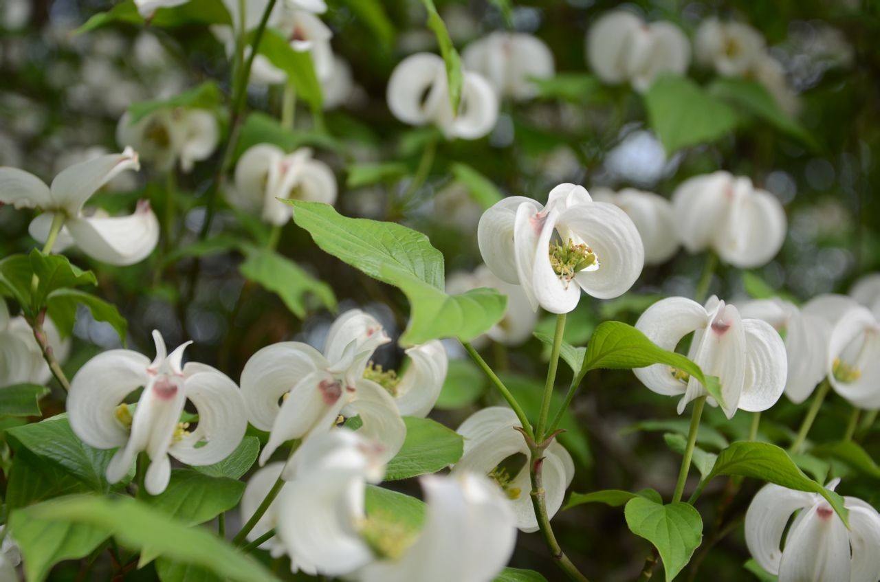  p>多脉四照花是(学名: i>dendrobenthamia multinervosa /i> (pojark