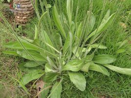  p>北美车前(学名: i>plantago virginica /i>  l.