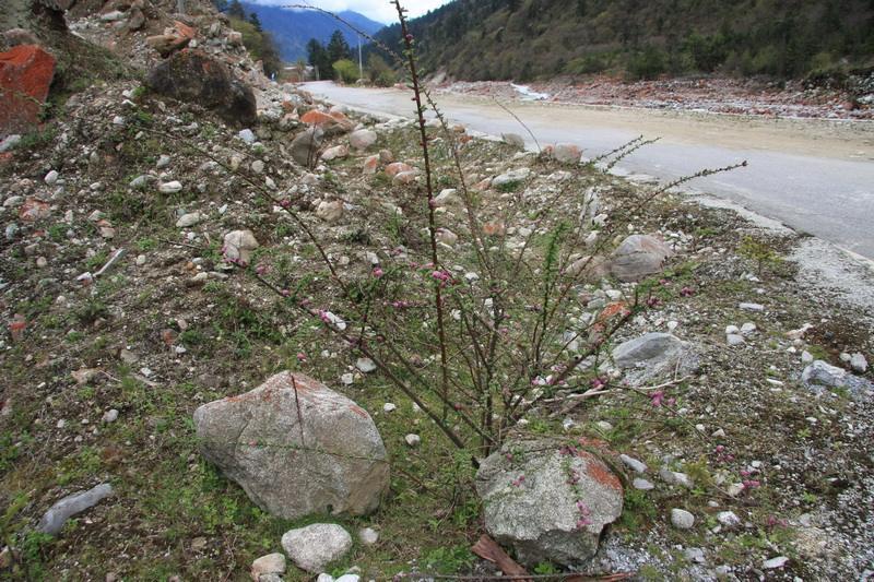 疏花水柏枝_百度百科