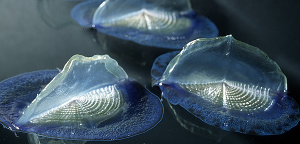  p>帆水母(学名: i>velella velella /i>)是 a href="#">水螅纲 /a>