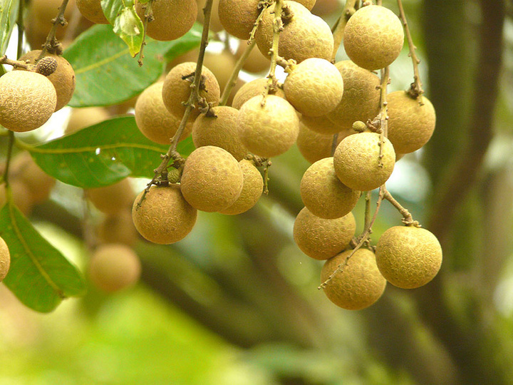  p>龙眼新品种天海1号是水涨实生树变异,单果重15.8～17.