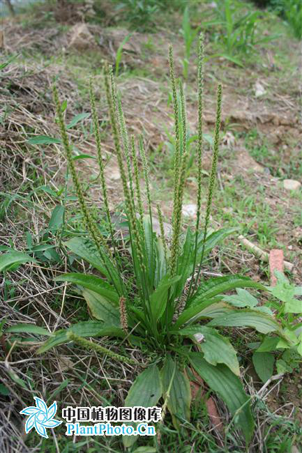 plantago asiatica subsp. erosa