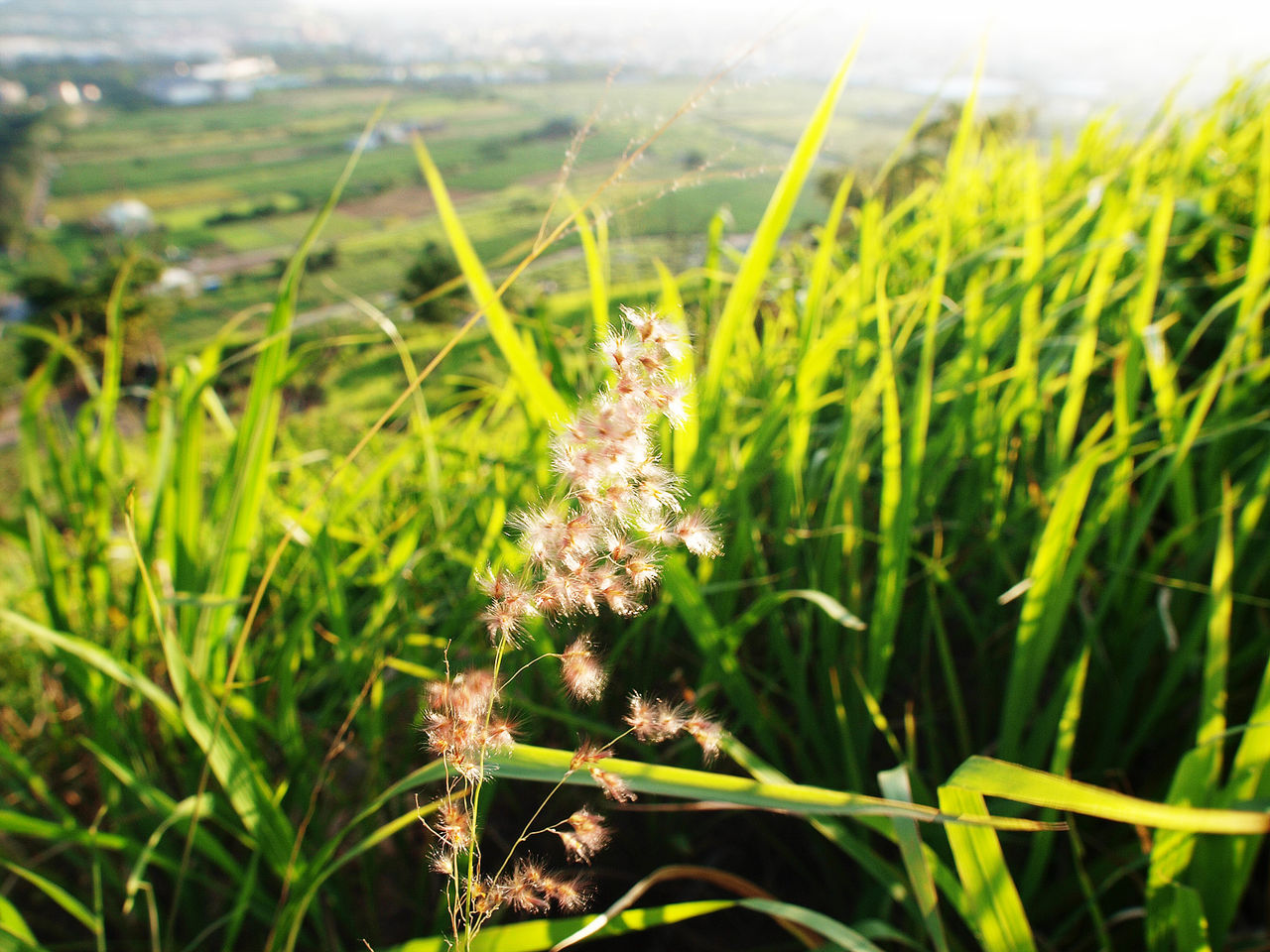  p>京芒草是一种禾本科,芨芨草属类生物,多年生.