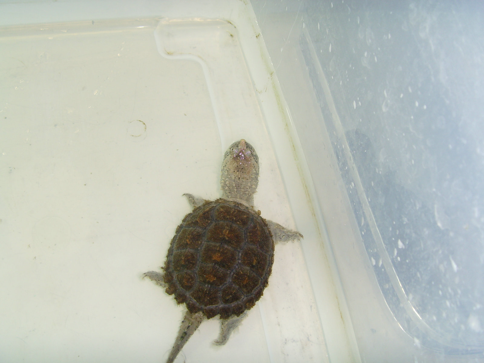  p>拟鳄龟(学名: i>chelydra serpentina /i>)是鳄龟科,拟鳄龟属动物.