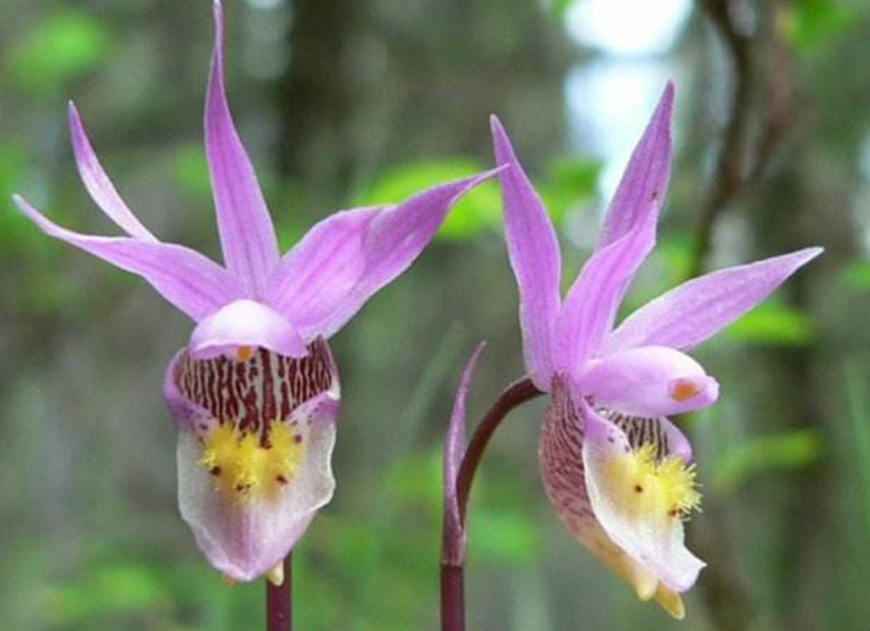  p>匙唇兰(学名: i>schoenorchis gemmata /i>   (lindl.) j. j.