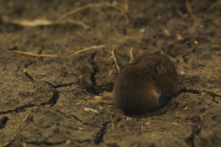  p>普通田鼠(学名:microtus arvalis)体长126~128mm,吻部短而钝,耳壳