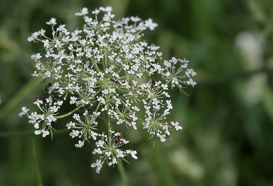 cnidii monnieri fructus
