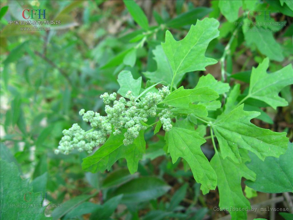 是 a href="#" data-lemmaid="2696956">藜科 /a> a>藜属 /a>一年生