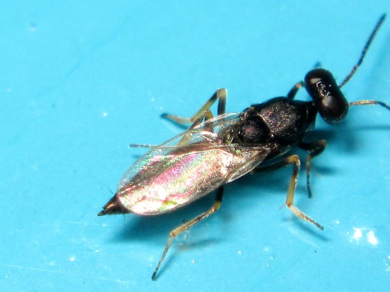 平腹小蜂