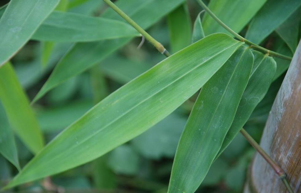  p>竹叶蕨是竹叶蕨科的一种植物. /p>
