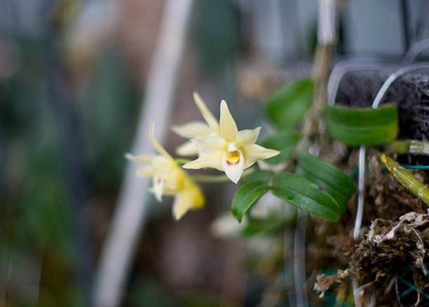  p>黄石斛(学名: i>dendrobium tosaense /i>