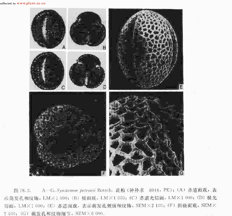 花序无苞叶,花中等大小;萼片直立,近相等,卵圆形,顶端钝,有白色边缘