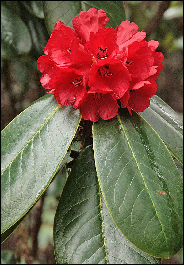 rhododendronexasperatum