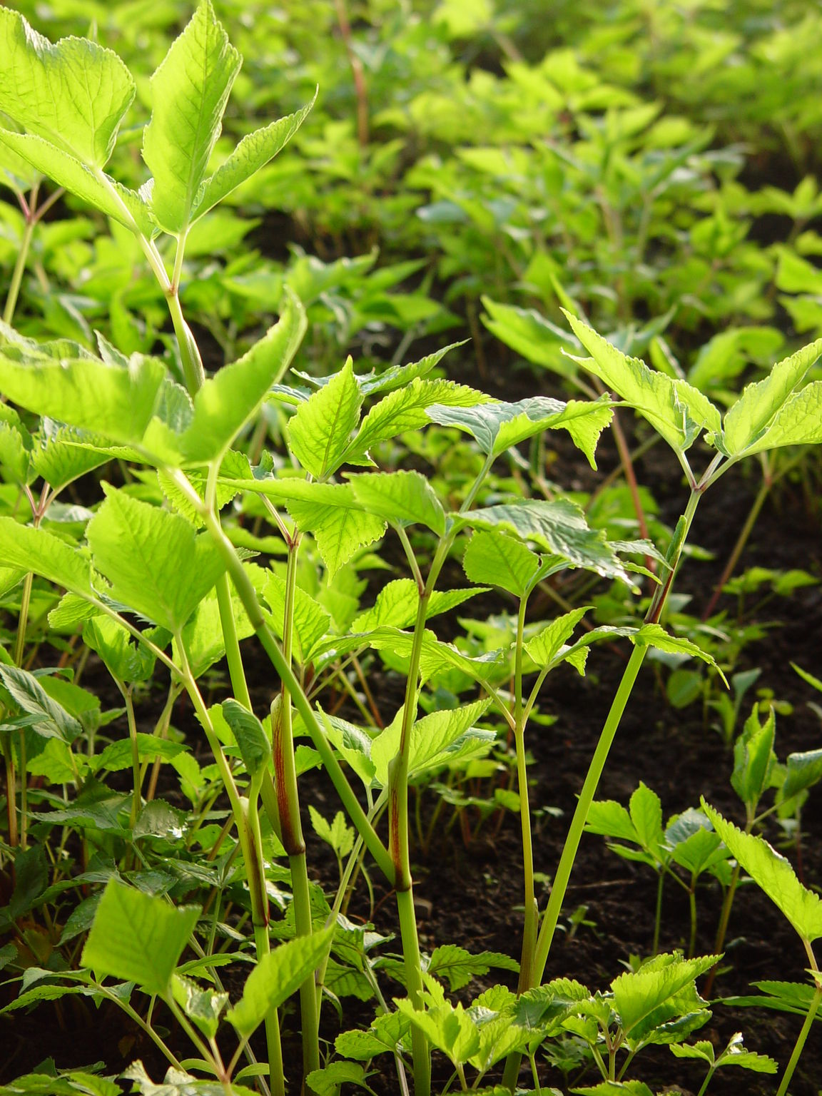  p>大齿山芹(学名: i>ostericum grosseserratum /i>  (maxim.