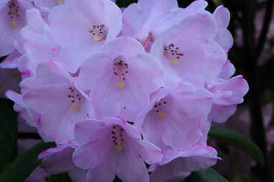  p>银叶杜鹃(学名: i>rhododendron argyrophyllum /i> franch.