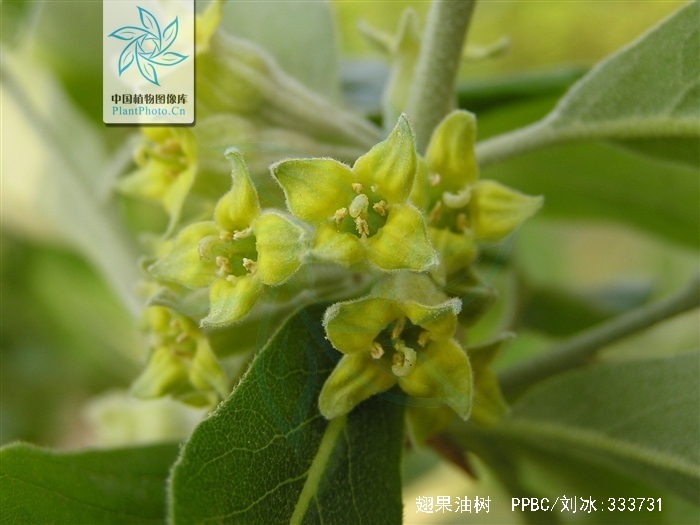  p>翅果油树(拉丁学名:elaeagnus mollis diels.