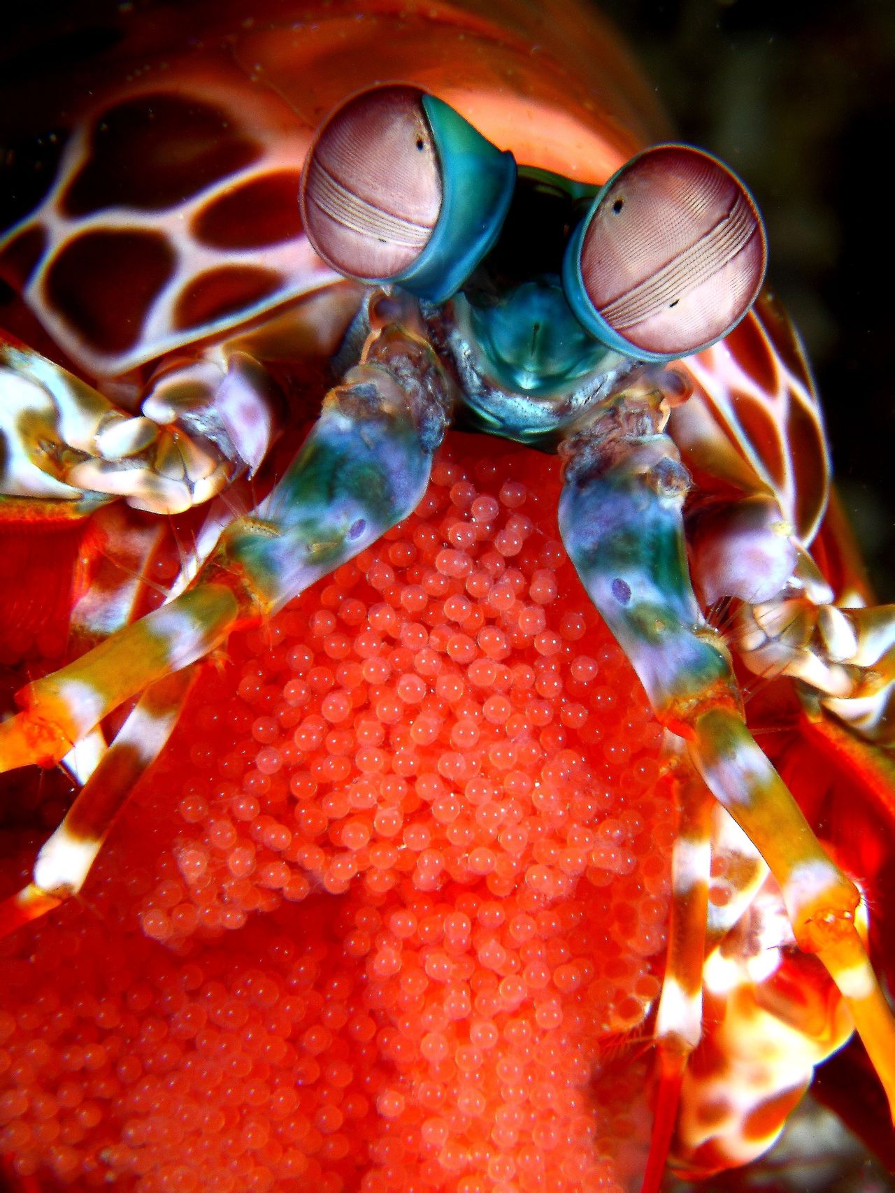  p>雀尾螳螂虾(学名: i>odontodactylus scyllarus /i>):是软甲纲,齿