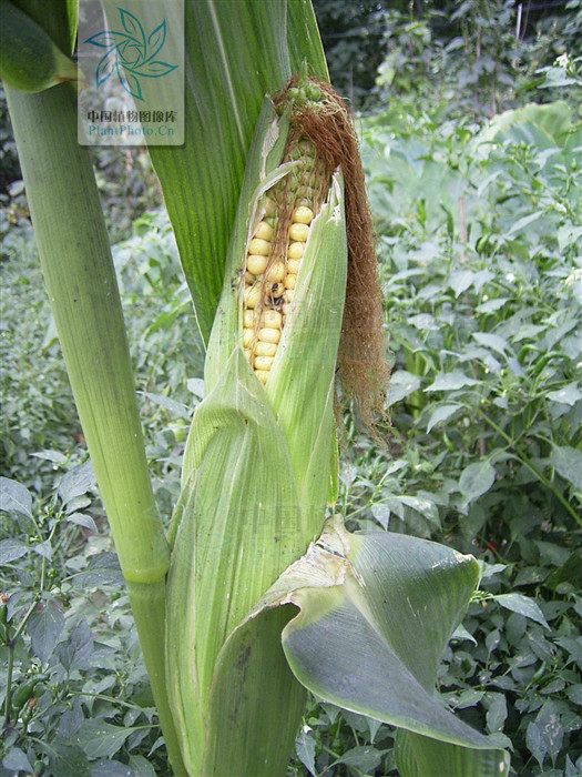 玉蜀黍