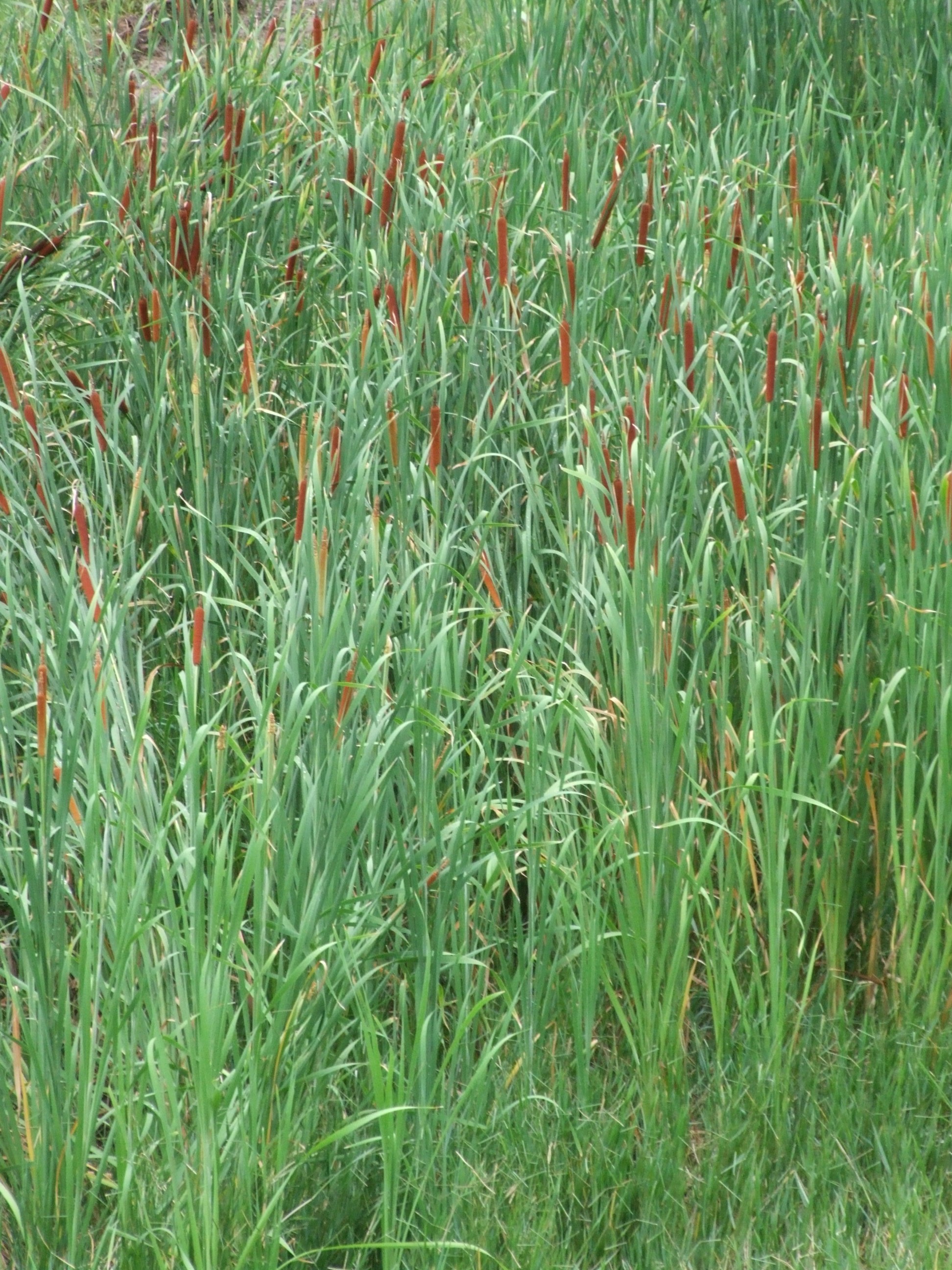 echinochloa phyllopogon (stapf) koss