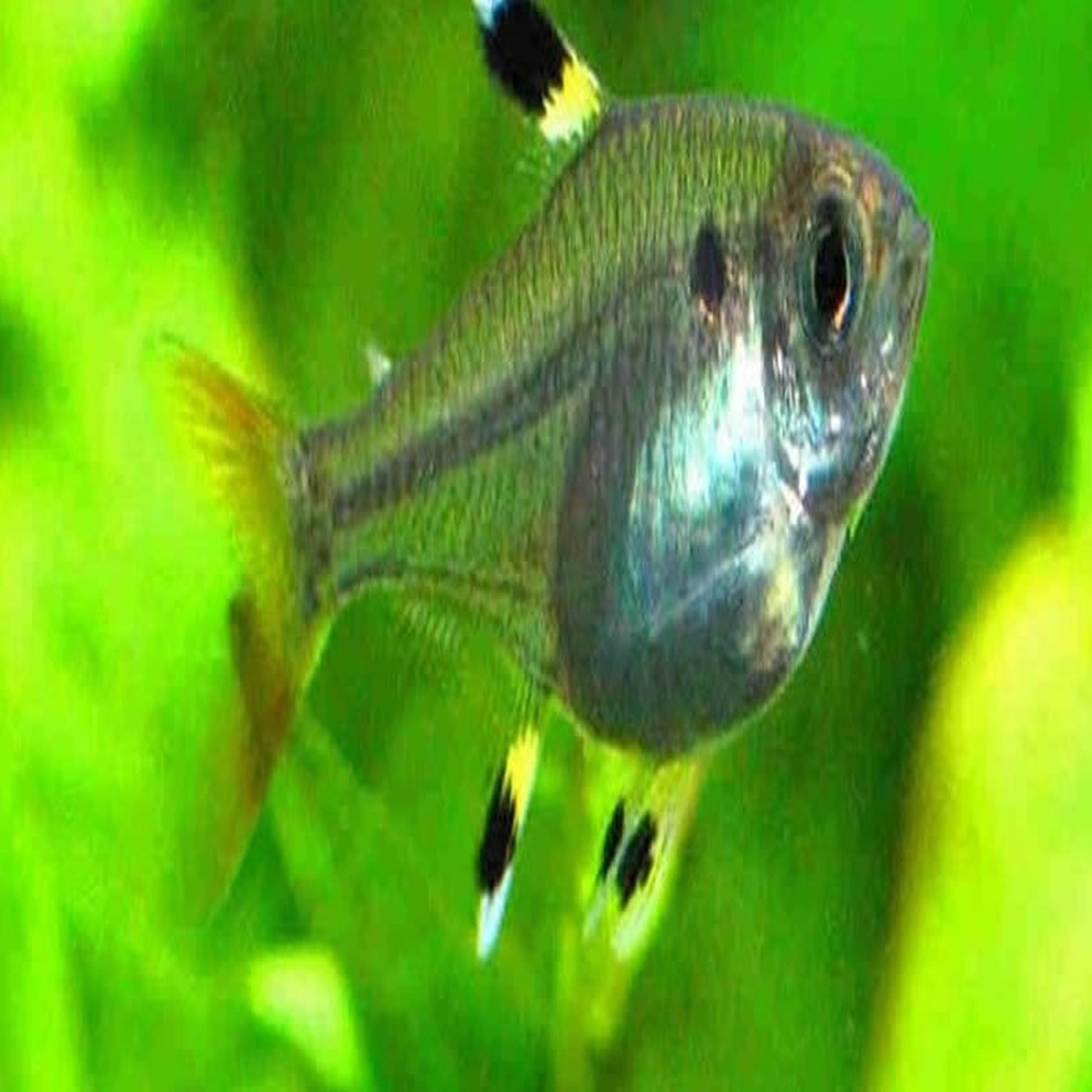  p> a target="_blank" href="/item/玻璃扯旗鱼/1532820" data-lemma