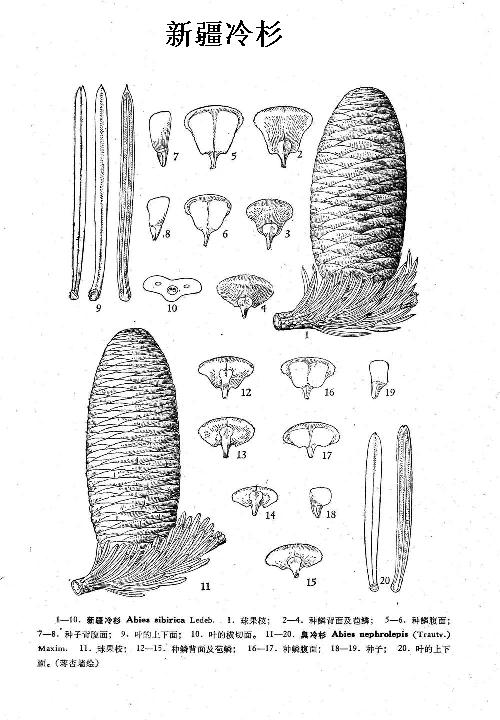 冷杉(学名:abies sibirica)又名西伯利亚冷杉,是冷杉属下的一个物种