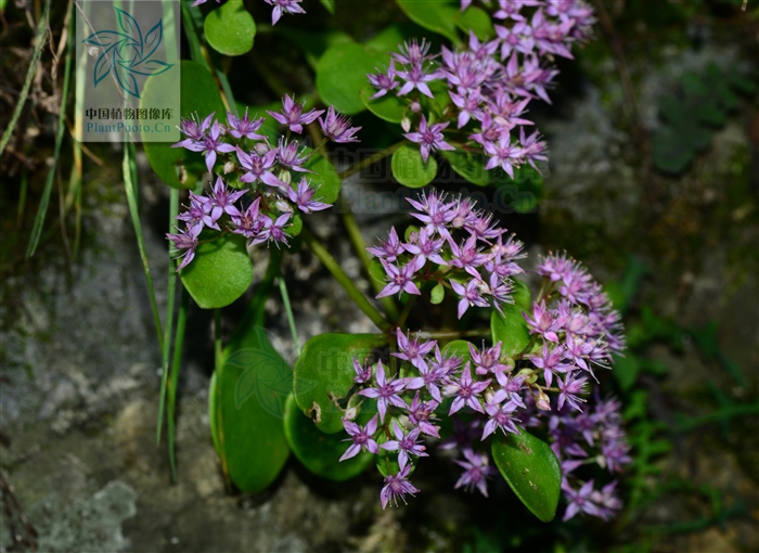  p>一年生或二年生草本,全株无毛.生于海拔800-2000米的山坡林下.