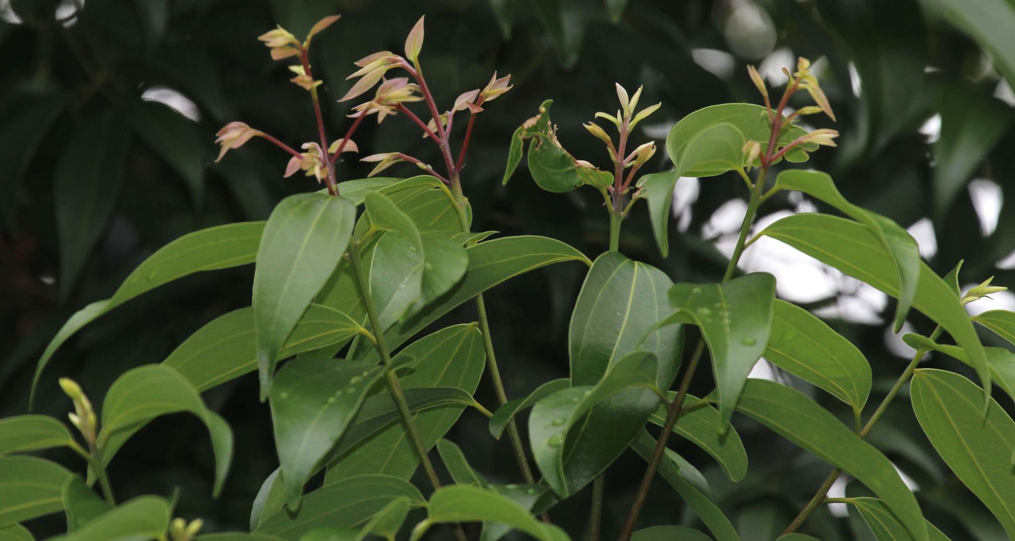  p>肉桂(拉丁学名: i>cinnamomum cassia /i> i>  /i>presl)是樟科,樟