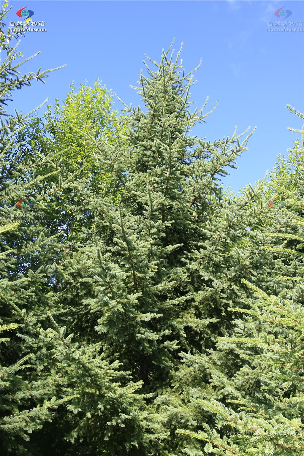 rudolphi)是松杉目下一个科,本科约230余种,分属于3亚科10属,多产于