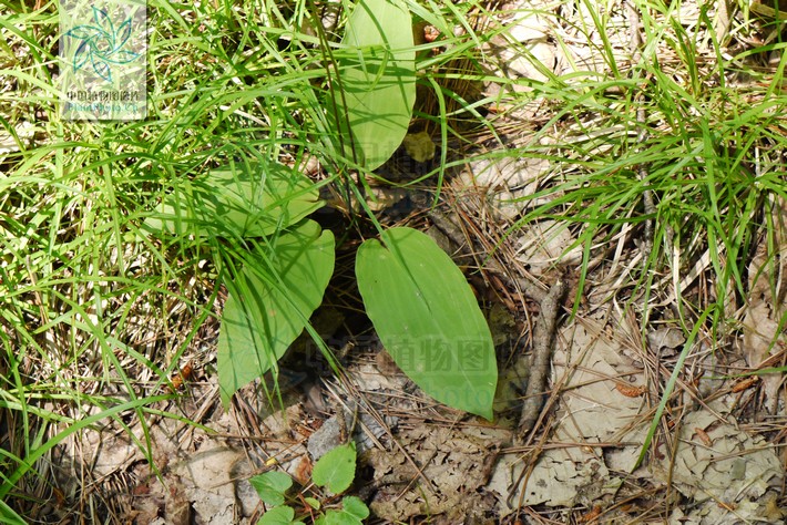  p> b>卵叶韭 /b>(学名: i>allium ovalifoli