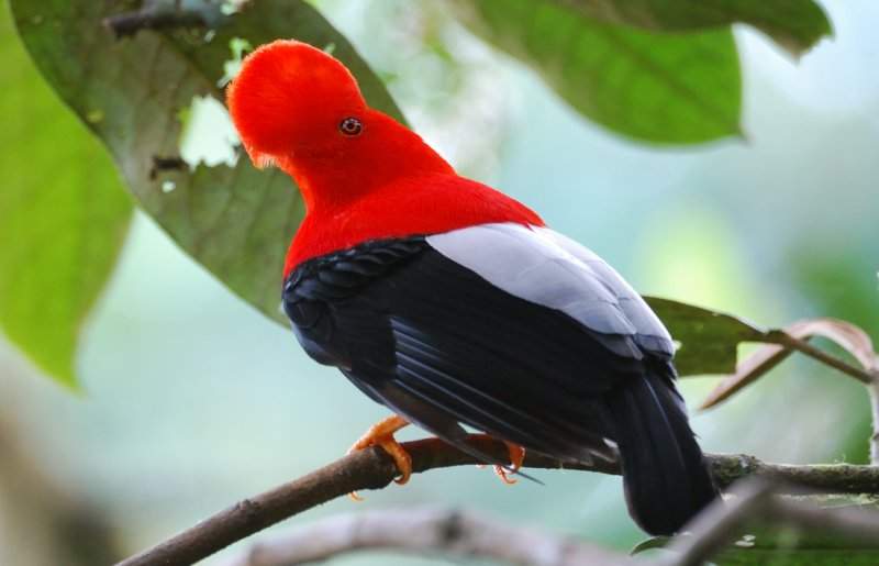  p>国鸟(national bird): a target="_blank" h