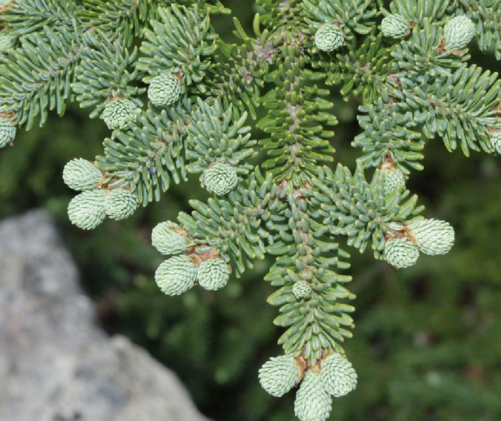是松科冷杉属植物,常绿乔木,通常树高12-18米,胸径30-46厘米.