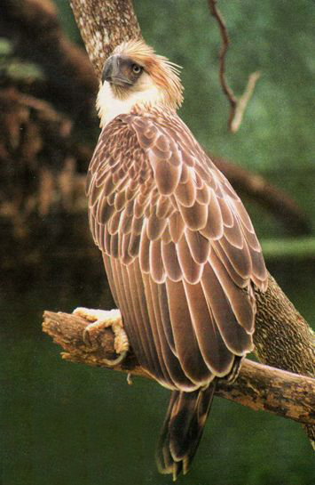  p>食猿雕(学名: i>pithecophaga jefferyi /i>):也称作菲律宾雕.