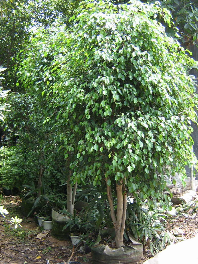  p>小叶紫薇,学名紫薇,又称细叶紫薇,百日红,痒痒树等.