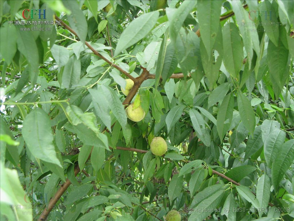  p> a target="_blank" href="/item/粘核毛桃/4255149" data-lemmaid