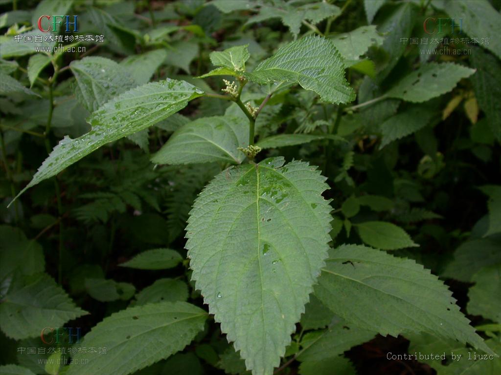  p>艾麻(学名: i>laportea cuspidata  /i>(wedd.