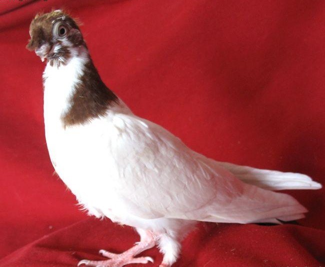 href="/item/鸽子/1256" data-lemmaid="1256">鸽子 /a>的一个品种