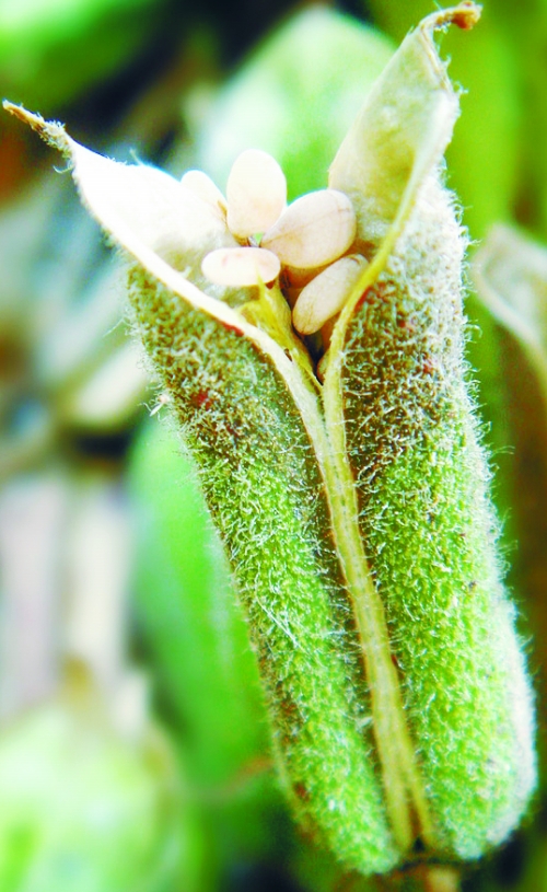  p>平舆白芝麻,河南省 a href="#" data-lemmaid="2655336">平舆县 /a