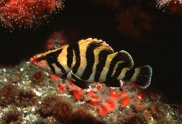  p>锯头平鲉(学名: i>sebastes serriceps /i>):最大体长可达41厘米