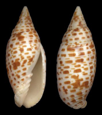 mitra archiepiscopalis