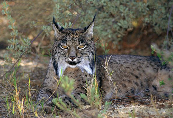  p>西班牙猞猁(学名: i>lynx pardinus /i>):也叫 a href="#">