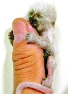 侏儒狨猴_百度百科