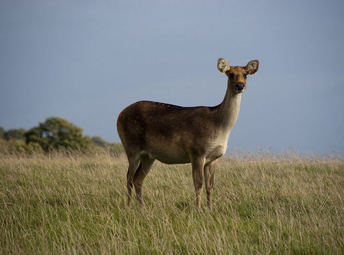  p>泽鹿(学名: i>rucervus duvaucelii /i>)