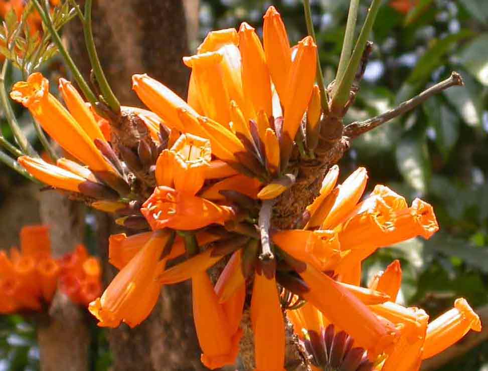  p>白颜树(学名: i>gironniera subaequalis /i> planch.