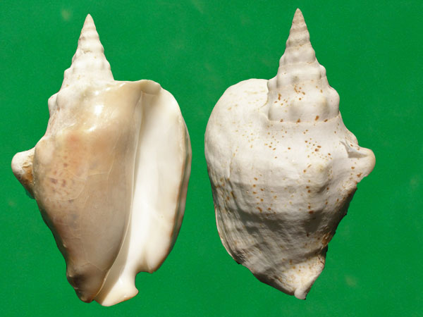  p>厚唇凤凰螺(学名:tricornis thersites)雌雄异体.