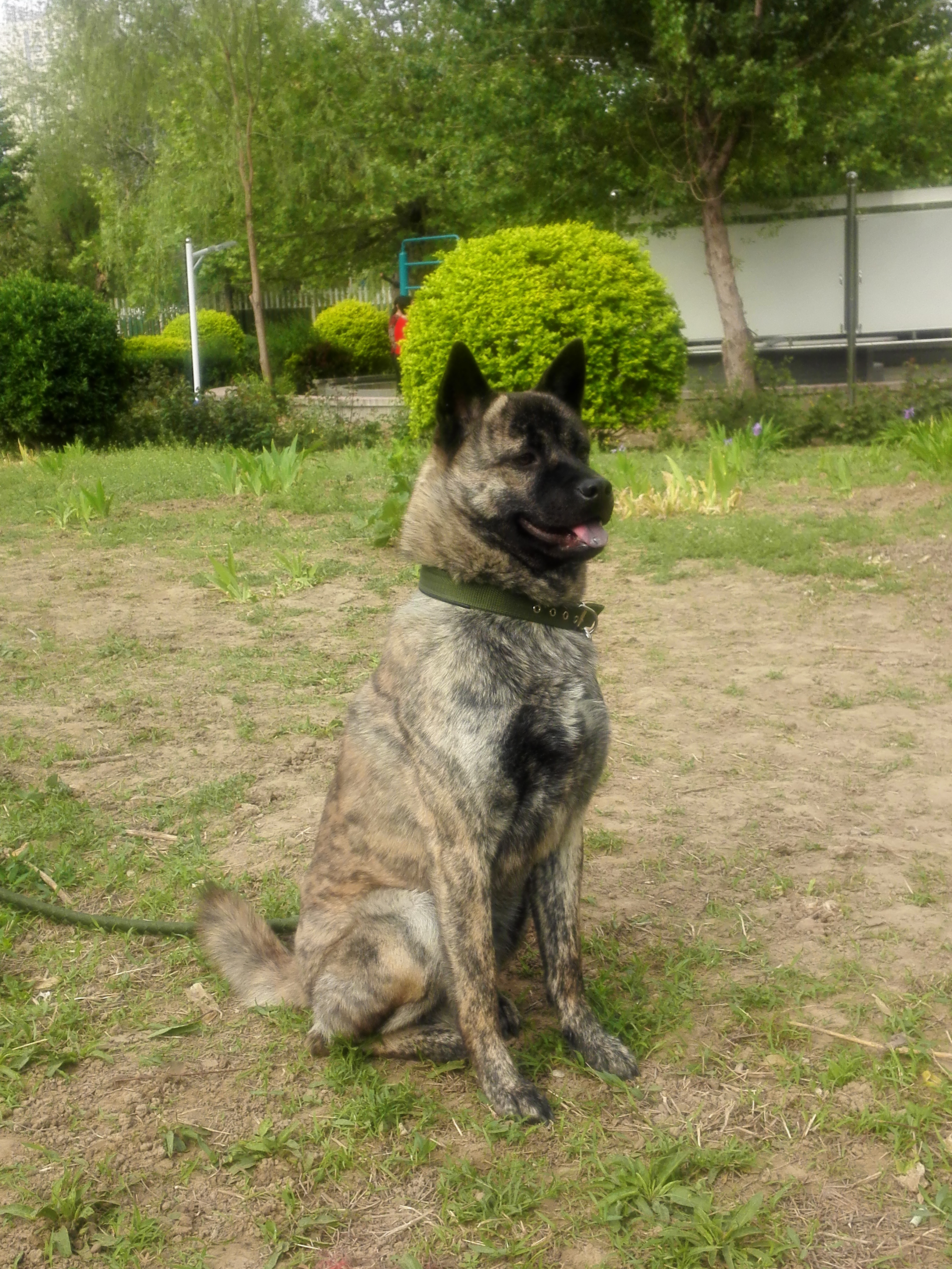  p> b>中华虎斑犬, /b>它是我国南方的一种 a