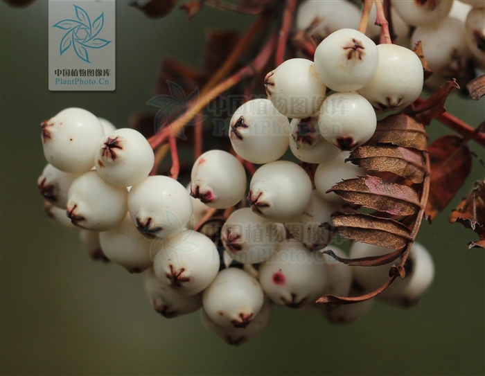  p>湖北花楸(学名:sorbus hupehensis c. k. schneid.