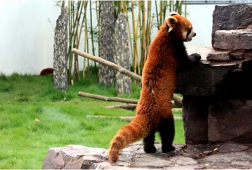 小熊猫（小熊猫科小熊猫属下的一种动物）_百度百科