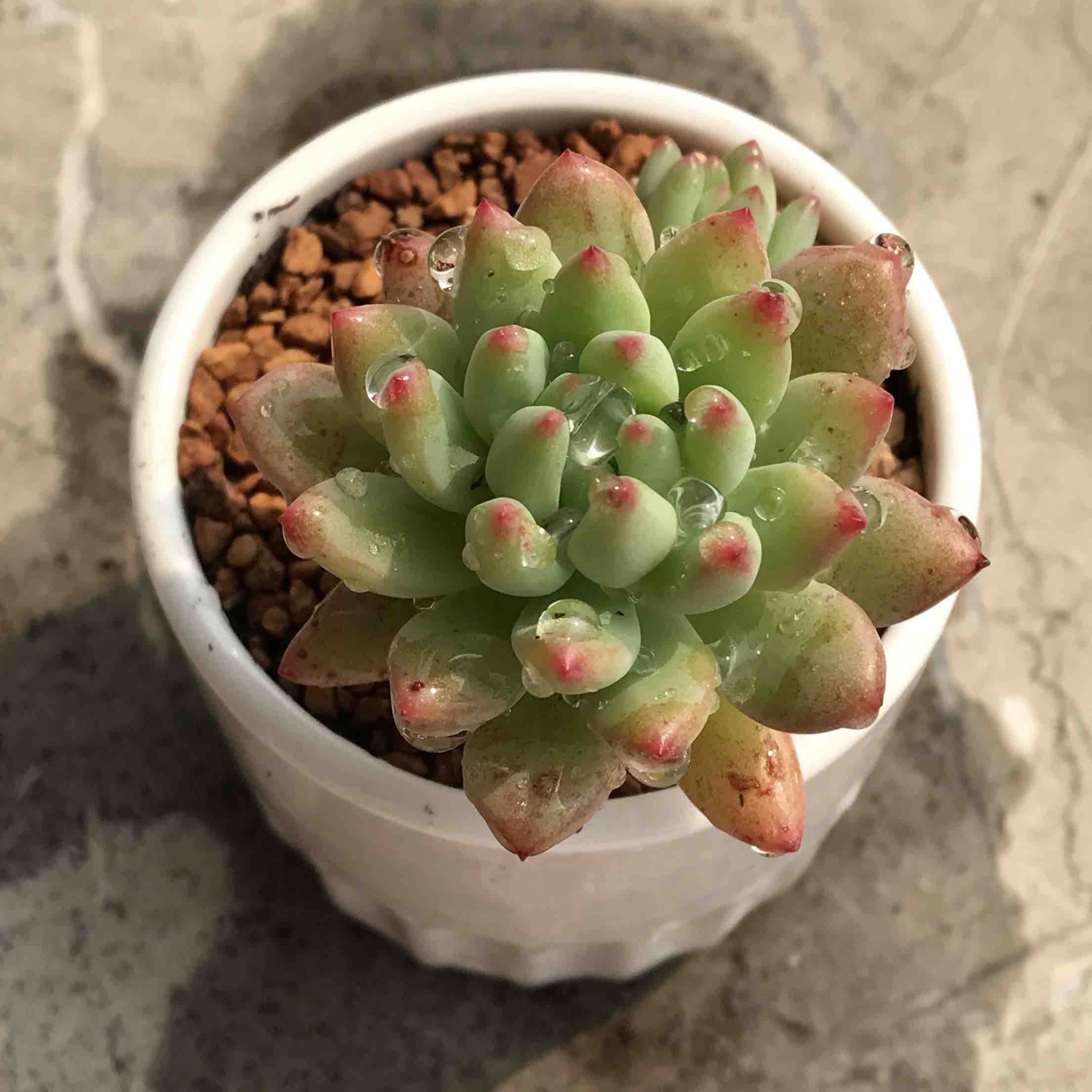 ">景天科 /a>景天石莲属的 a target="_blank" href="/item/多肉植物